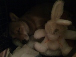 Miko and the Bunny