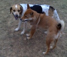 Miko and JB