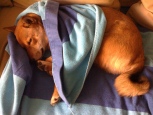 Miko Sleeping