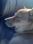 Miko Sleeping